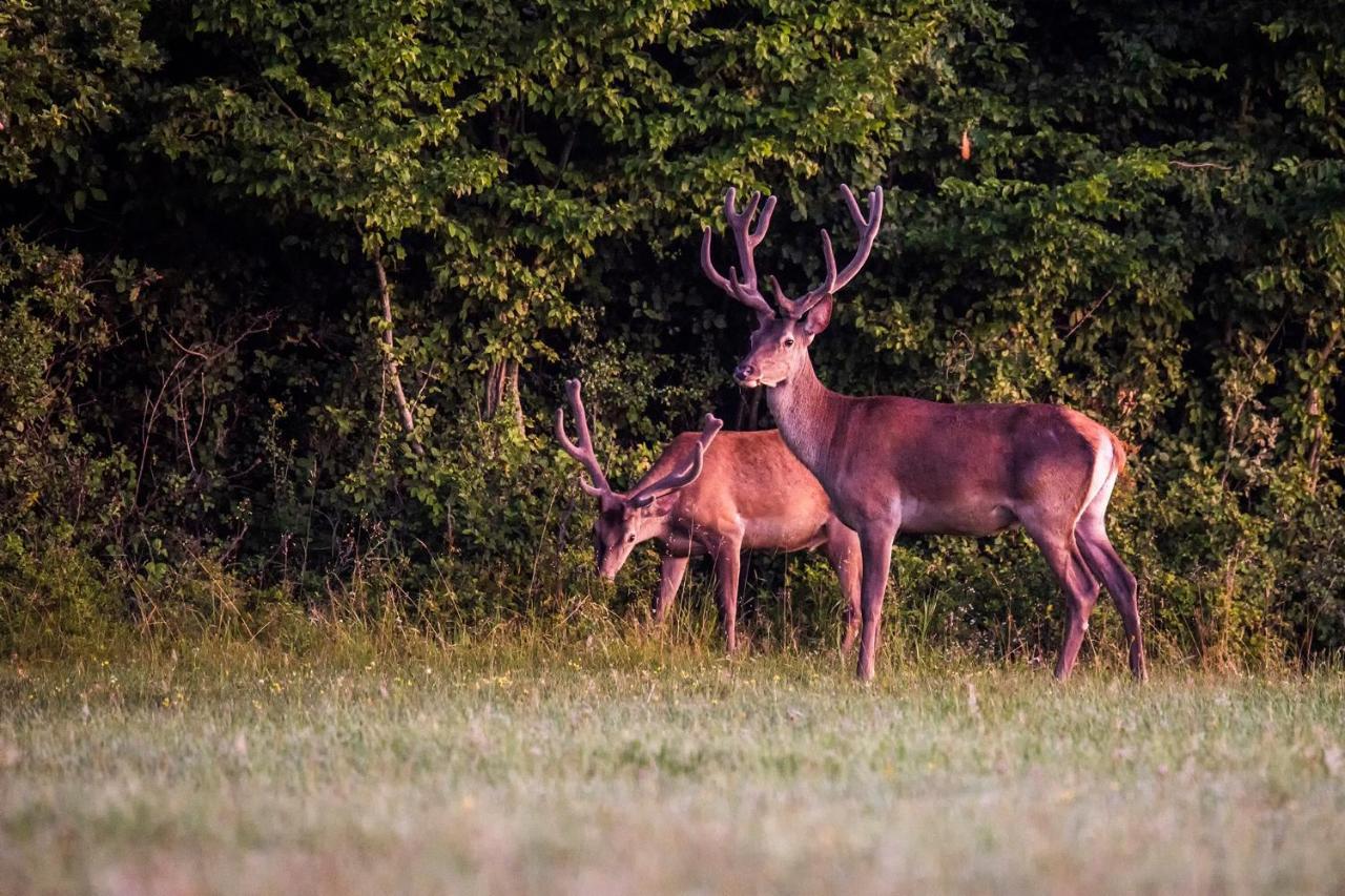 Naturpark Vendeghaz Alsoszolnok Εξωτερικό φωτογραφία